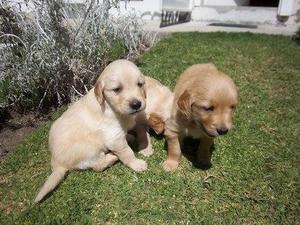 lindisimos cacorritos golden retriever