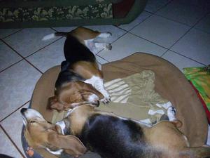 vendo estos cachorros Basset Hound