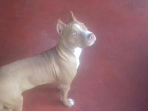 American Bully Fusion 4 Meses