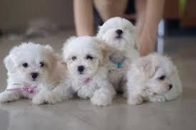 BICHON frise lindos cachorritos vende veterinario con