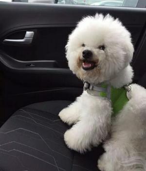 Bichon Frise