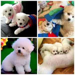 Bichon Grise Llamar 