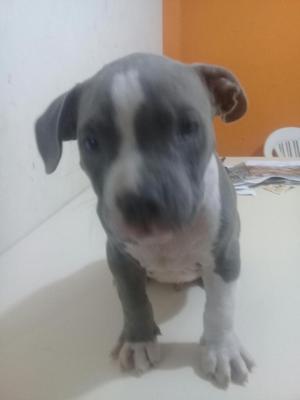 Cachorro Bully Fusion Blu Nose