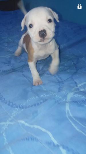 Cachorro Hembra Fusion Bully No Pitbull