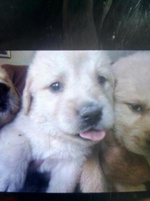 Cachorros Golden Retrievers