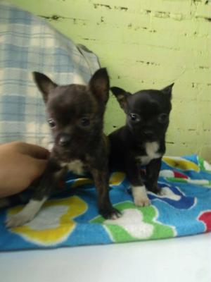 Chihuahua con Boston terrier, lindos cachorritos machitos,