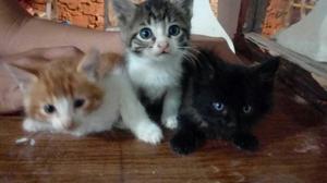 Gatitos Bonitos para Adopción