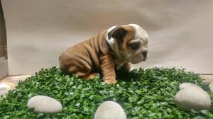 Hermosos Bulldog Ingles /unica Ocasion