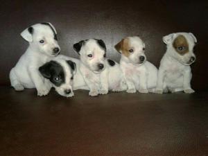 Jack Russell Terrier