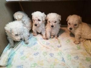 Poodle Toy Cachorros