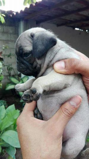 Pug Carlino