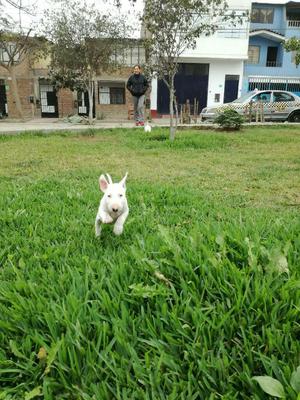 Se Vende Bull Terrier