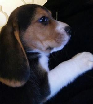 Vendo Beagle Macho