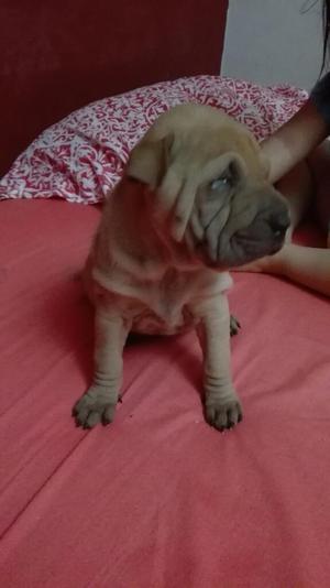 Vendo Linda Cachorrita