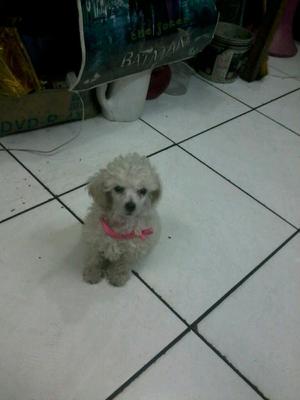 Vendo Lindo Cachorro