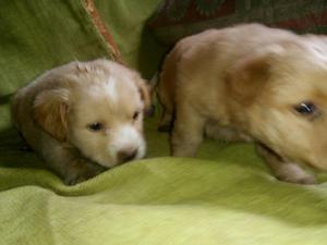 Venta de Cachorros Golden Retrievers