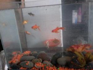 se vende 6 peces por 50 soles 3 goldfish cometa y 1 un