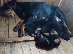 venta de cachorros rottweiler