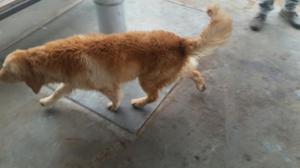 Ala Venta Hermosos Golden Retriever