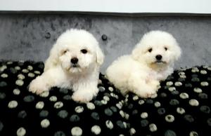 Bichon Maltes Telefono _ 