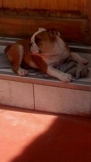 Cachorra Bulldog Ingles