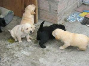 Cachorritos Labradores