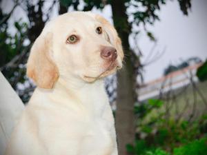 Cachorro Labrador Vacunado ✓ FOTOS REALES ✓ Entrega en
