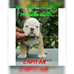 Cachorros Bulldog Ingles