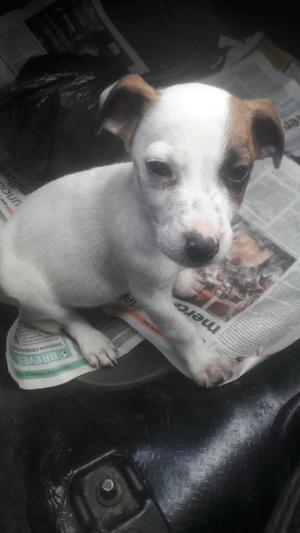 Cachorros Jack Russell