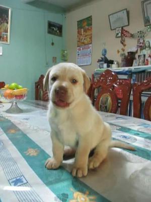 Cachorros Labrador Finos