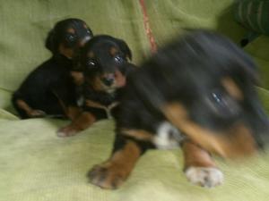 Cachorros Rottweiler