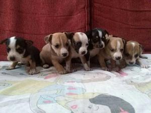 Chihuahuas Cruce con Jack Russell