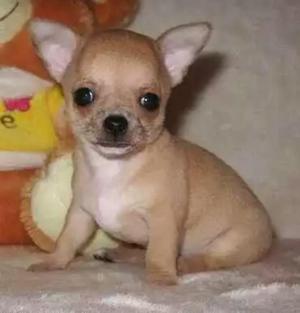 Chihuahuas Toys