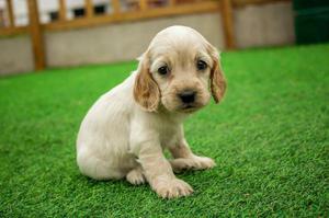 Coker Spaniel