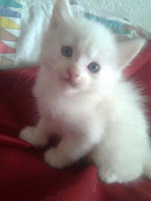 GATITOS BELLOS RAZA ANGORA