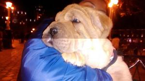 HERMOSOS CACHORROS SHARPEI