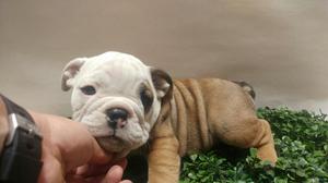 Hermosos Bulldog Ingles/unica Ocasion