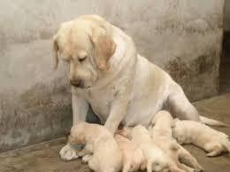 LABRADOR CACHORROS DE LINES