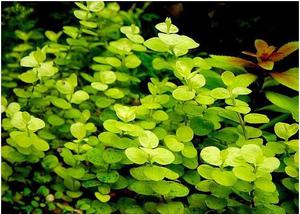 LYSIMACHIA NUMULARIA