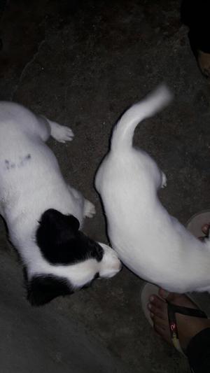 Perritos Buscando Hogar