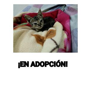 Piura Gato en Adopción Responsable