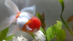 Vendo. Goldfish Oranda