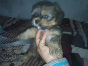 Vendo Hermosos Cachorros Shitzu