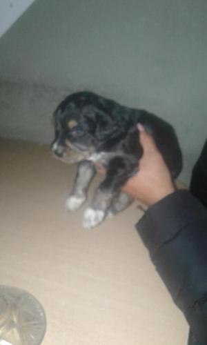 se venden cachorros retriever flat coated al 