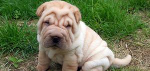 sharpei en venta