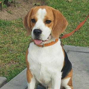 Beagle Full Pedigre Servicio de Monta