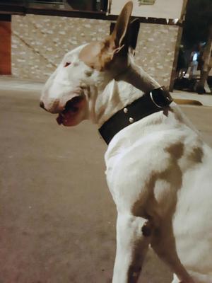 Bull Terrier Brinda Servicio de Monta