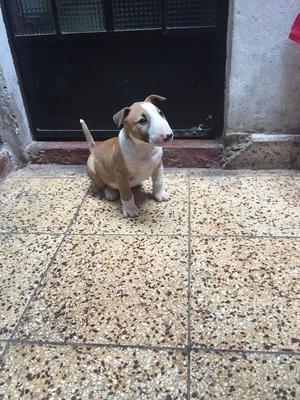 CACHORROS BULL TERRIER