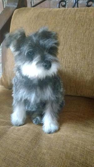 Cachorrito Schnauzer Miniatura