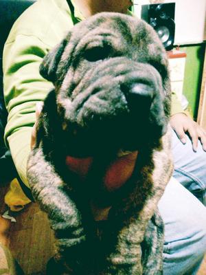 Cachorritos Sharpei